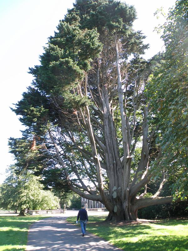 20100813l bijzondere bomen.JPG